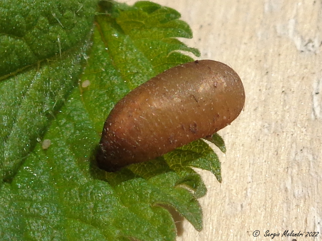 Ciclo vitale di .......Scaeva pyrastri (Syrphidae)